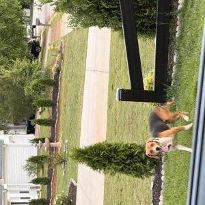 Image of Unknown, Found Dog