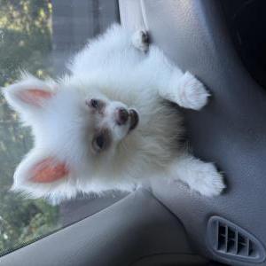 Image of Casper, Lost Dog