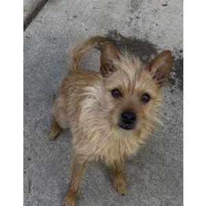Image of Kemper, Lost Dog