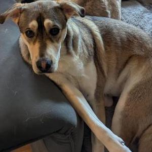 Image of Sisqi, Lost Dog