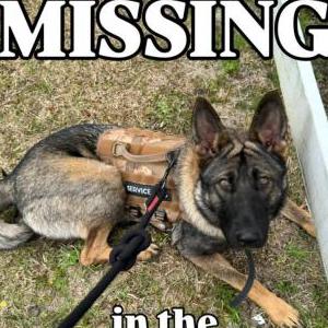 Image of Oakleigh, Lost Dog