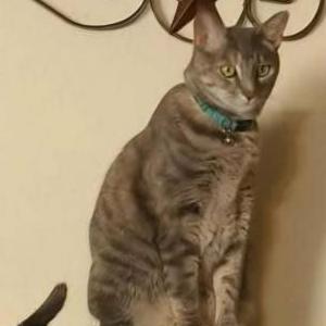 Image of Jade, Lost Cat