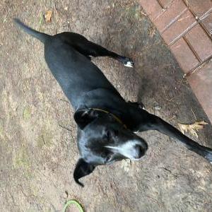 Image of Unknown, Found Dog