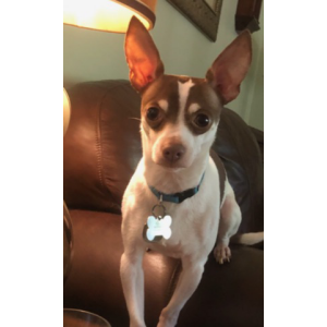 Image of Gus, Lost Dog
