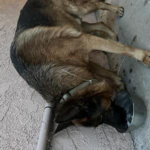 Image of Unknown, Found Dog