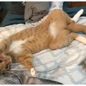 Image of Tiger, Lost Cat
