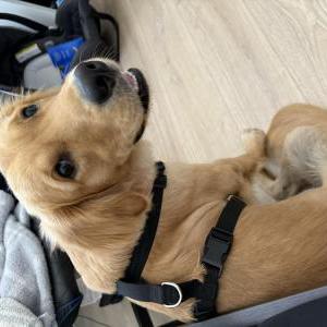 Image of Leo, Lost Dog