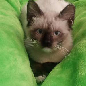 Image of Smokey, Lost Cat
