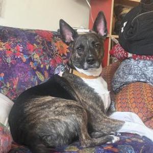 Image of Anubis, Lost Dog