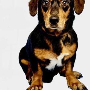 Image of Farley, Lost Dog
