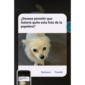 Image of Mia, Lost Dog