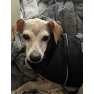 Image of Darby, Lost Dog