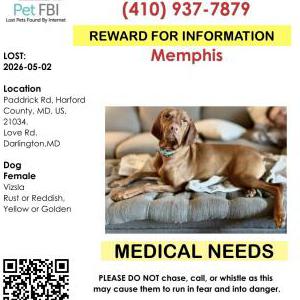 Image of Memphis, Lost Dog