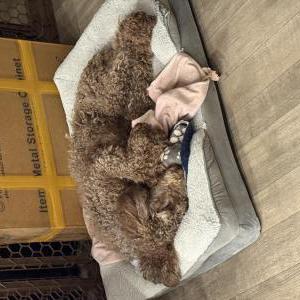 Image of Lucky, Lost Dog