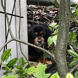 Image of unknown, Found Dog