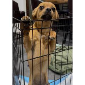 Image of Unknown, Found Dog