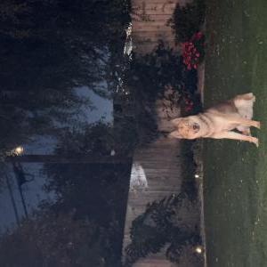 Image of unknown, Found Dog