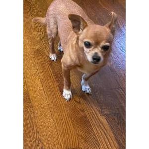 Image of Canelo, Lost Dog