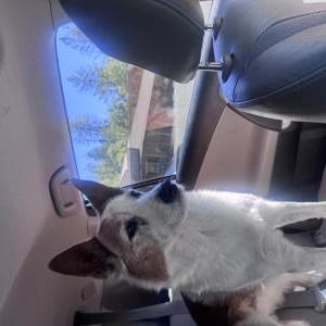 Lost Dog Boots