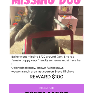 Image of Bailey, Lost Dog