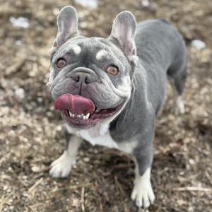 Image of Lotus Flower, Lost Dog