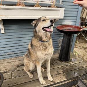 Image of unknown, Found Dog