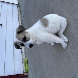 Image of Unknown, Found Dog