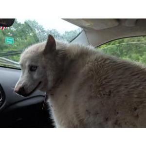Image of Unknown, Found Dog
