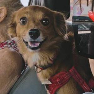 Image of Axel, Lost Dog
