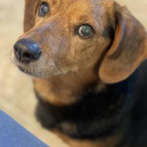 Image of Bailey, Lost Dog