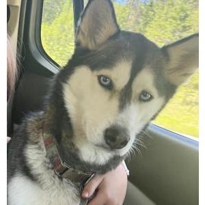 Image of Wolfie, Lost Dog