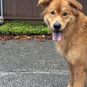 Image of unknown, Found Dog