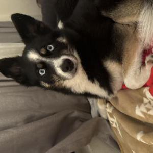 Image of Missy, Lost Dog