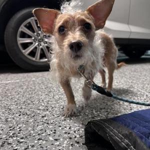 Image of Unknown, Found Dog