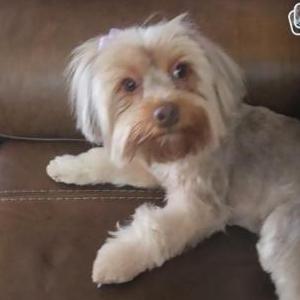 Image of Fiona, Lost Dog