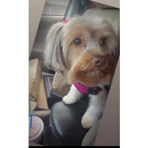2nd Image of Fiona, Lost Dog