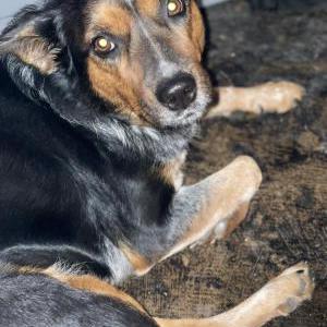 Image of Pooh bear, Lost Dog