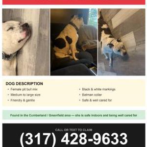 Image of Unkown, Found Dog