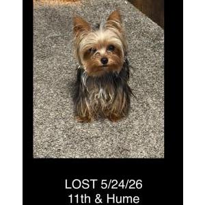 Image of Dolly, Lost Dog