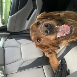 Image of Unknown, Found Dog