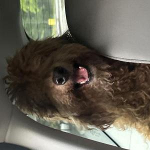 Image of Unknown, Found Dog