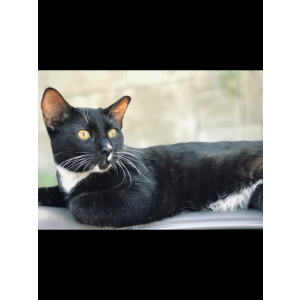 Image of Saki, Lost Cat