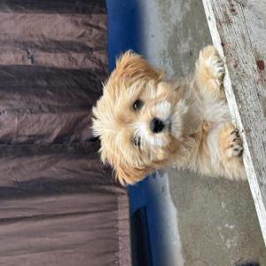 Image of Teddy, Lost Dog