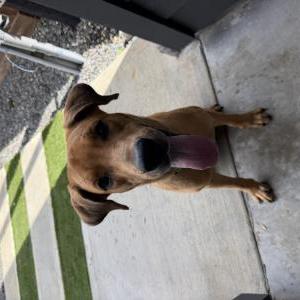 Image of Unknown, Found Dog