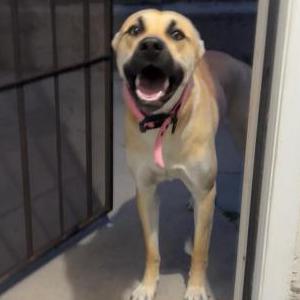 Image of Unknown, Found Dog