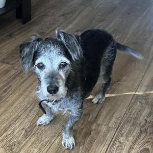 Image of Kobe, Lost Dog