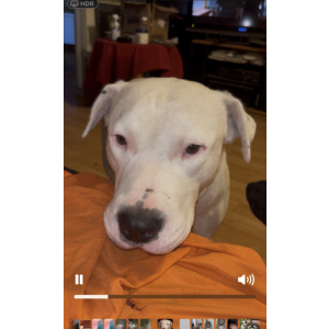 Image of Posted, Lost Dog