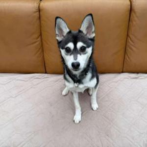 Image of Maya, Lost Dog