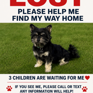 Image of Rodrigo, Lost Dog