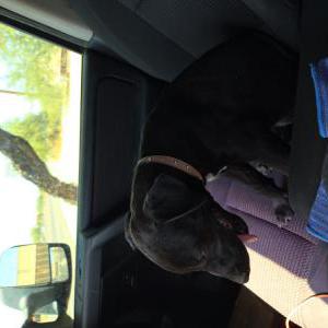 Image of Unknown, Found Dog